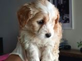 Maltipoo Yavrularımız