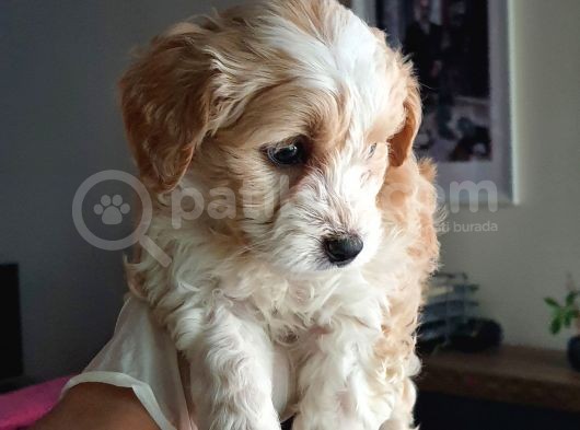 Maltipoo Yavrularımız görsel