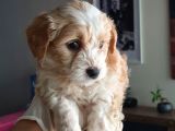 Maltipoo Yavrularımız