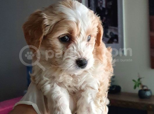 Maltipoo Yavrularımız görsel
