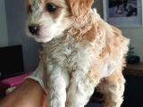Maltipoo Yavrularımız