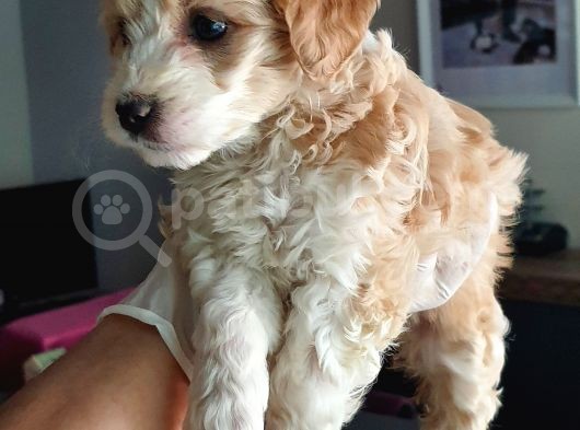 Maltipoo Yavrularımız görsel