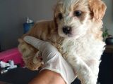 Maltipoo Yavrularımız