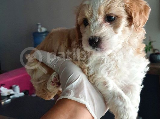 Maltipoo Yavrularımız görsel