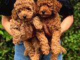 Şov Kalite Red Toy Poodle