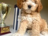 Güzel Maltipoo Kızımız