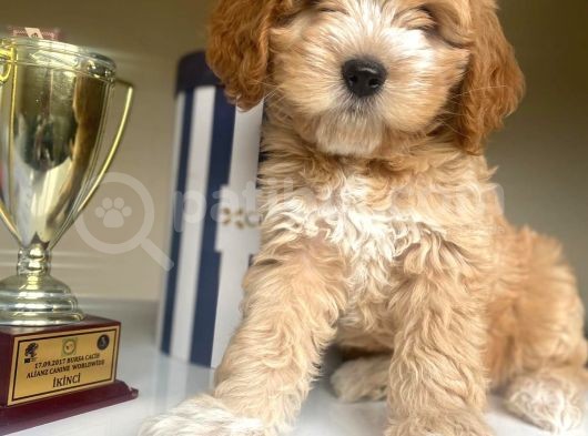 Güzel Maltipoo Kızımız görsel