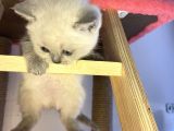 9 Ml Videosu İzlenen Şevket & Pamuk Çiftimizin Yavrusu