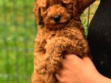 Şov Kalite Red Toy Poodle