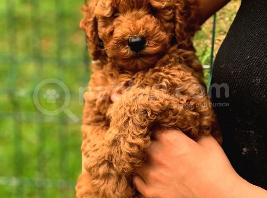 Şov Kalite Red Toy Poodle