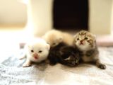 Scottish Fold Scottish  Straight Yavrular