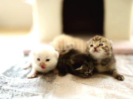 Scottish Fold Scottish  Straight Yavrular görsel