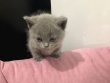 A Kalite 7 Haftalık British Short Hair Yavrularımız