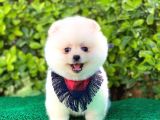 Yakışıklı Pomeranian Boo