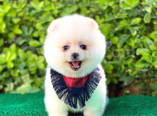 Yakışıklı Pomeranian Boo görsel
