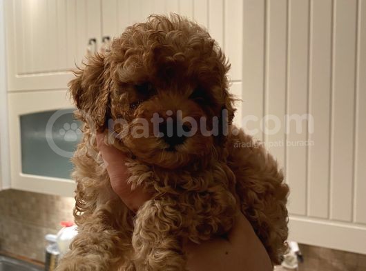 Dişi Teacup Toy Poodle