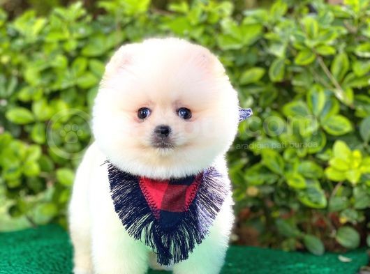 Yakışıklı Pomeranian Boo görsel