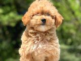 2.5 Aylık Dişi Maltipoo