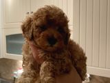 Dişi Teacup Toy Poodle
