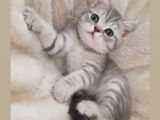 Yavru British Shorthair