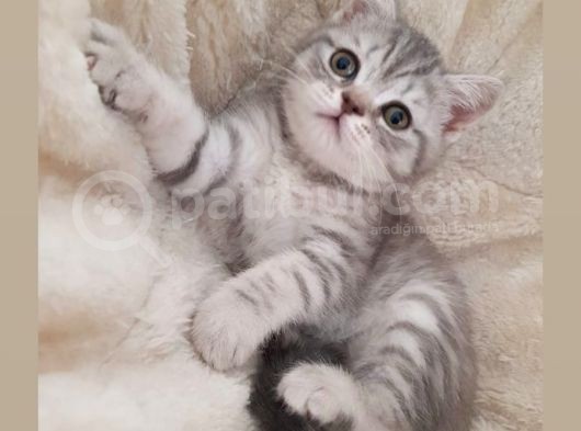 Yavru British Shorthair görsel