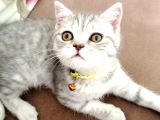 Yavru British Shorthair