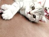 Yavru British Shorthair