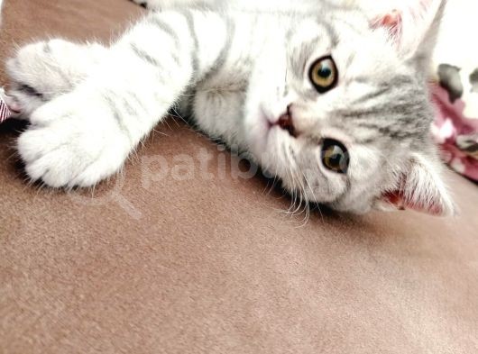 Yavru British Shorthair görsel