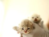 Scottish Fold Scottish  Straight Yavrular