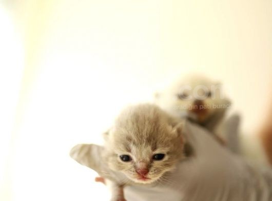 Scottish Fold Scottish  Straight Yavrular görsel