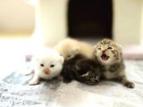 Scottish Fold Scottish  Straight Yavrular