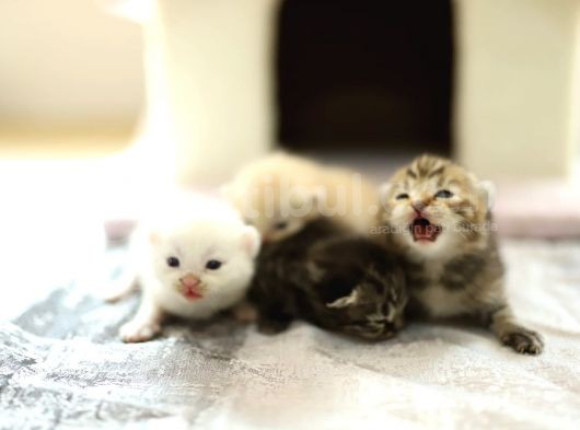 Scottish Fold Scottish  Straight Yavrular görsel