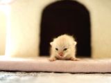 Scottish Fold Scottish  Straight Yavrular