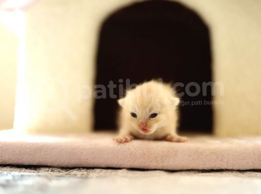 Scottish Fold Scottish  Straight Yavrular görsel