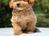 2.5 Aylık Dişi Maltipoo