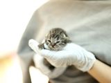 Scottish Fold Scottish  Straight Yavrular