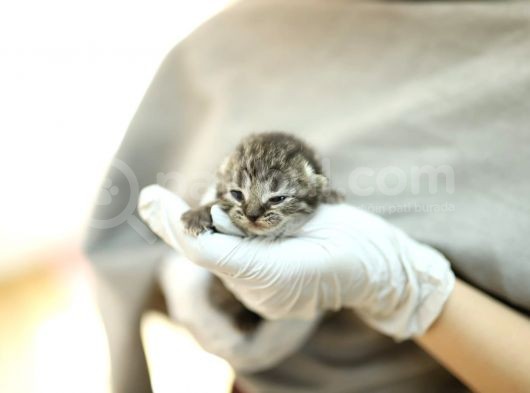 Scottish Fold Scottish  Straight Yavrular görsel