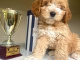 Güzel Maltipoo Kızımız