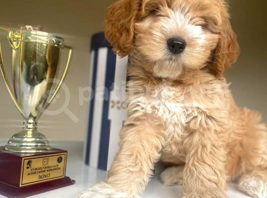 Güzel Maltipoo Kızımız görsel