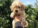 Bebek Surat Toy Poodle Bebekler