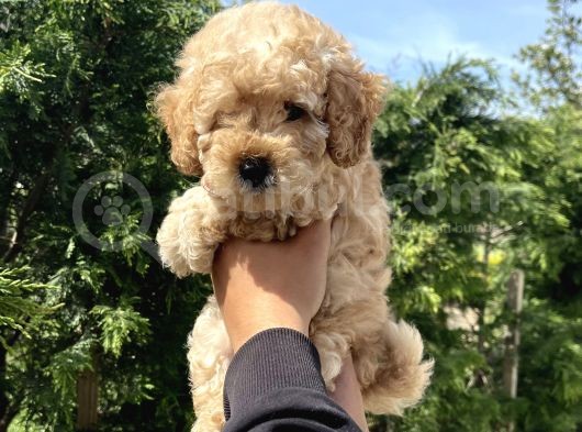 Bebek Surat Toy Poodle Bebekler görsel