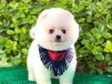 Yakışıklı Pomeranian Boo