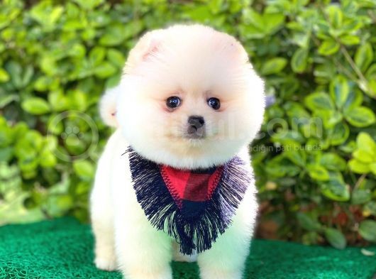 Yakışıklı Pomeranian Boo görsel