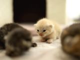Scottish Fold Scottish  Straight Yavrular