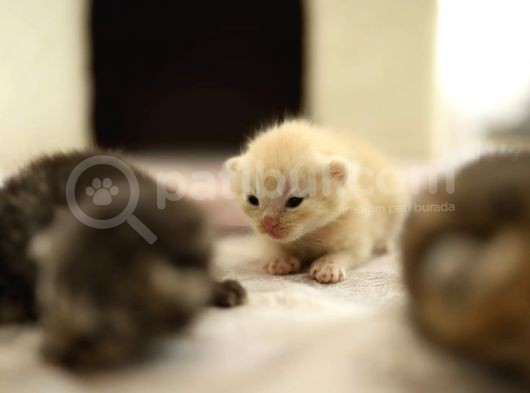 Scottish Fold Scottish  Straight Yavrular görsel