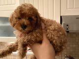 Dişi Teacup Toy Poodle