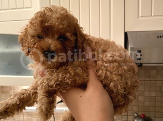 Dişi Teacup Toy Poodle görsel