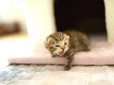 Scottish Fold Scottish  Straight Yavrular