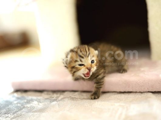 Scottish Fold Scottish  Straight Yavrular görsel