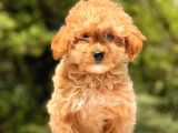 2.5 Aylık Dişi Maltipoo